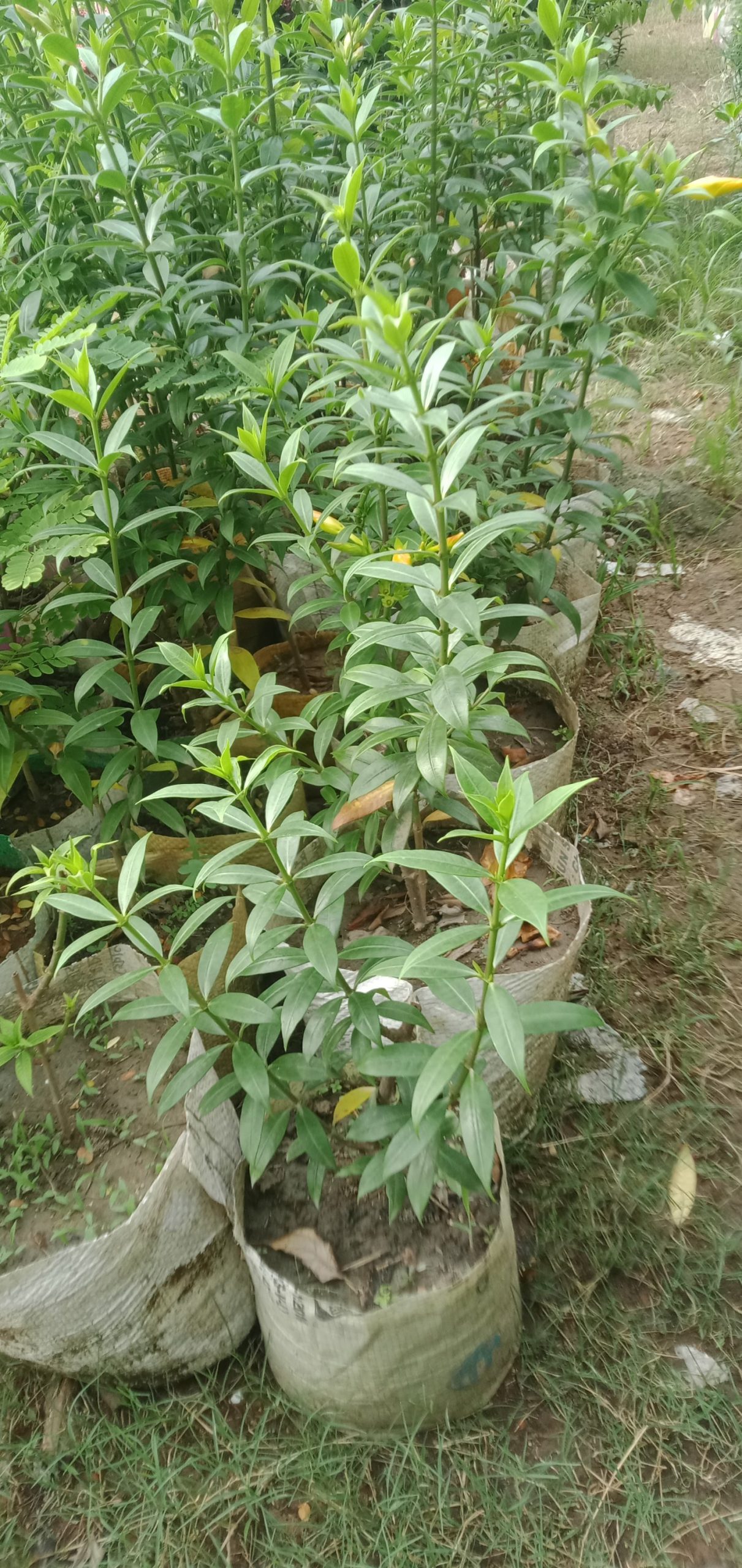 আলমানডা,
ধরন. ফুল গাছ,
সাইজ. ২ ফিট,
রং. হলুদ কালার,
সময়. বারমাসি ফুল ফোটে, - Image 5