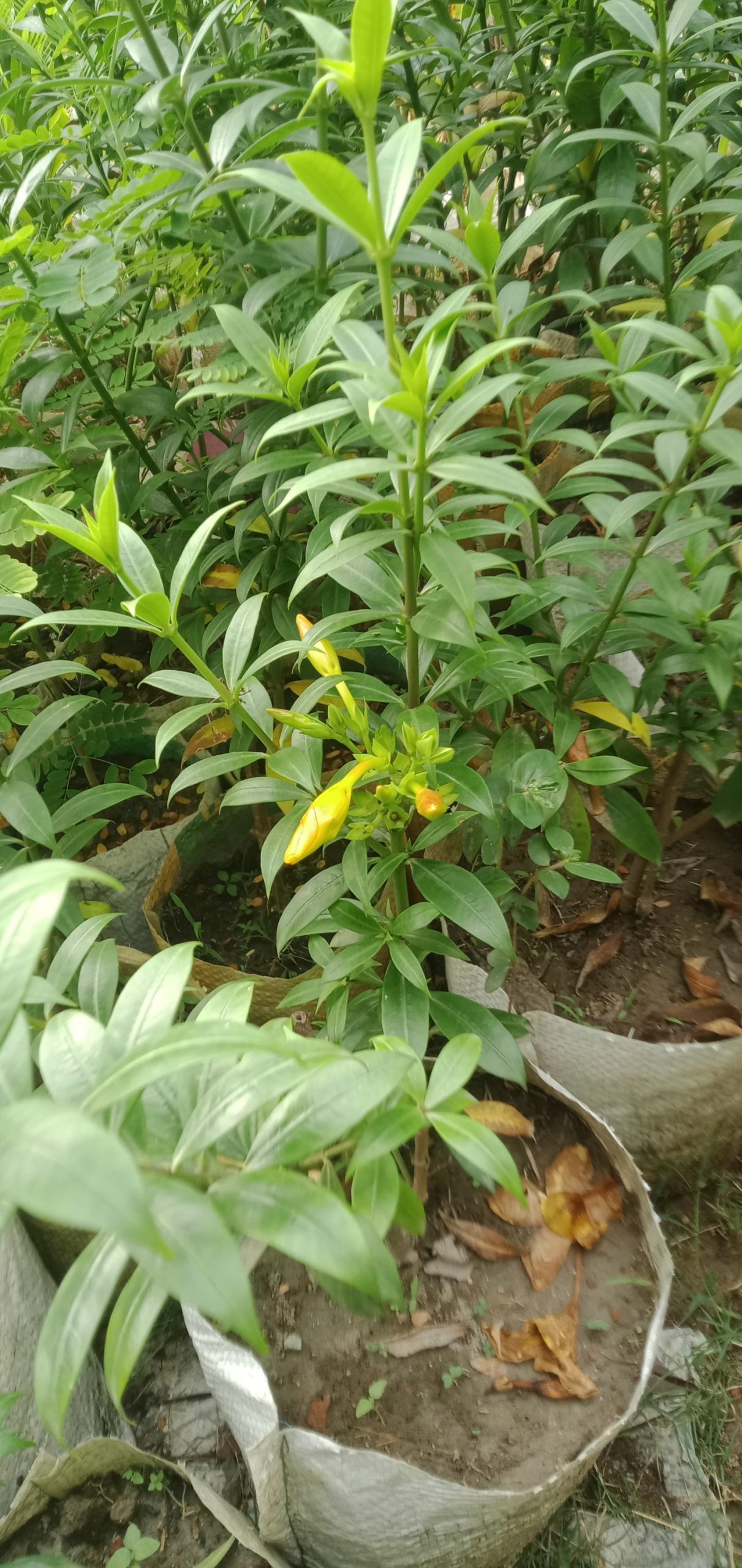 আলমানডা,
ধরন. ফুল গাছ,
সাইজ. ২ ফিট,
রং. হলুদ কালার,
সময়. বারমাসি ফুল ফোটে, - Image 4