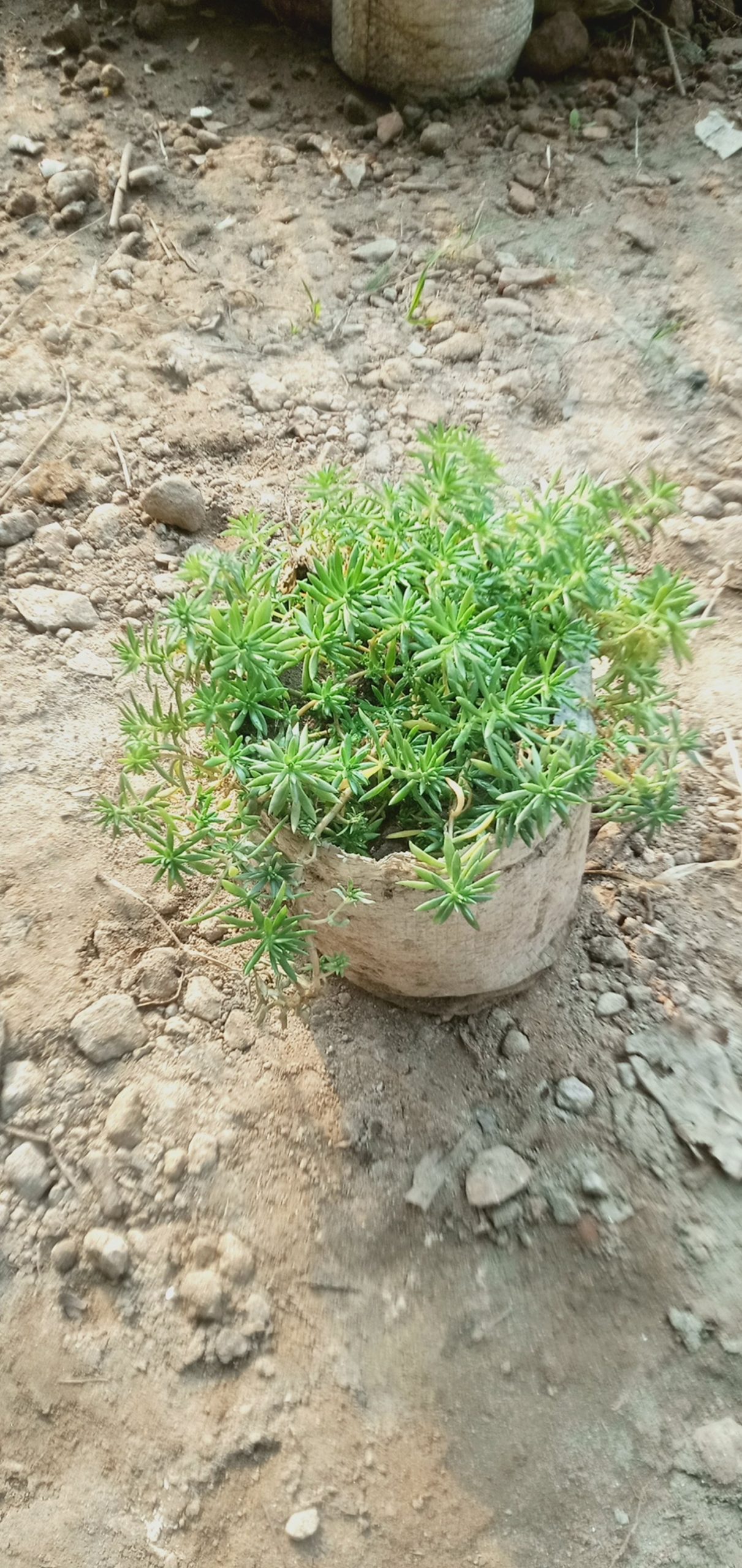 সেডাম লিনিয়ার,
ধরন. ফুল ও ইনডোর,
সাইজ. ছোট ওয়ান সাইজ, - Image 3