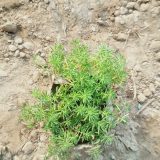 সেডাম লিনিয়ার,
ধরন. ফুল ও ইনডোর,
সাইজ. ছোট ওয়ান সাইজ,