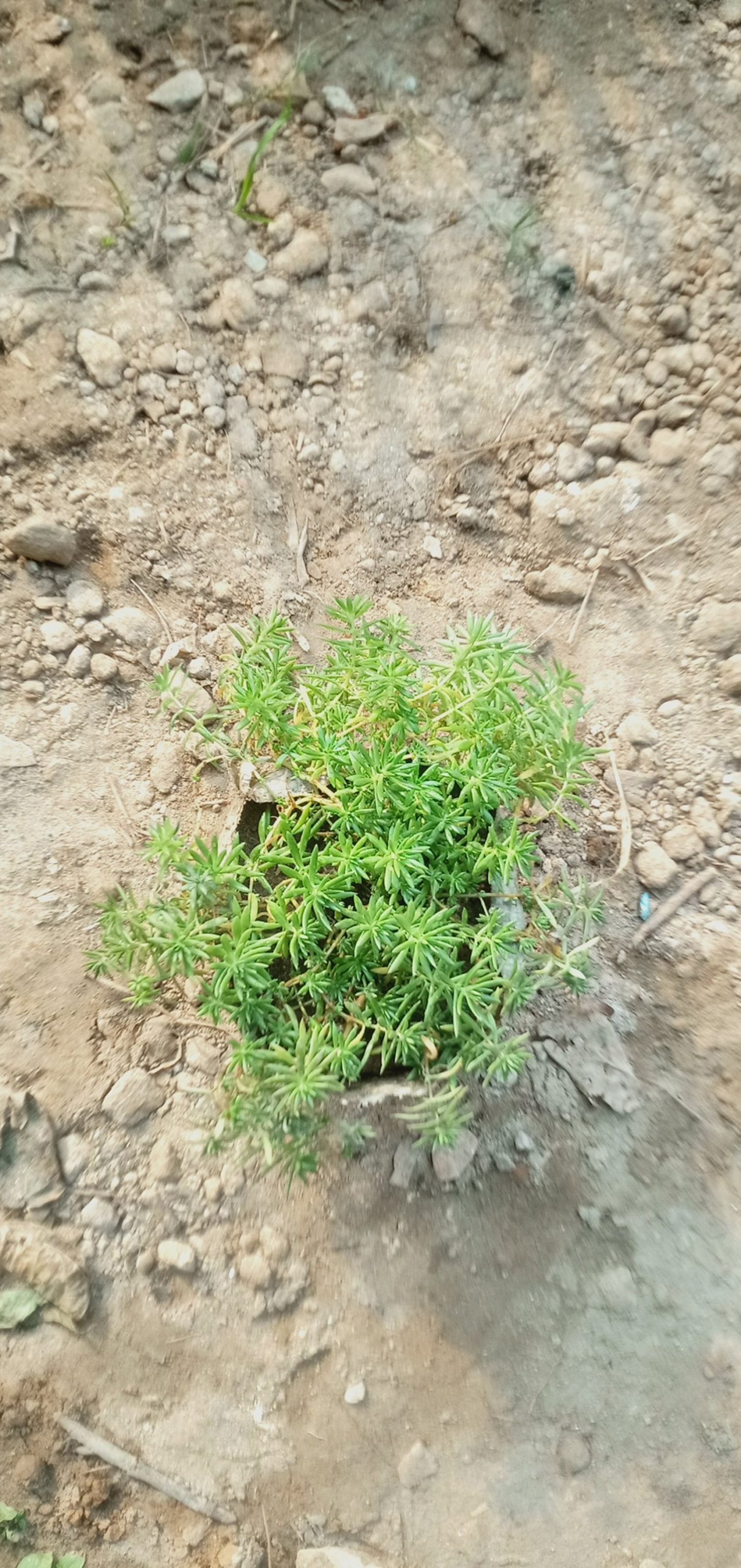 সেডাম লিনিয়ার,
ধরন. ফুল ও ইনডোর,
সাইজ. ছোট ওয়ান সাইজ,