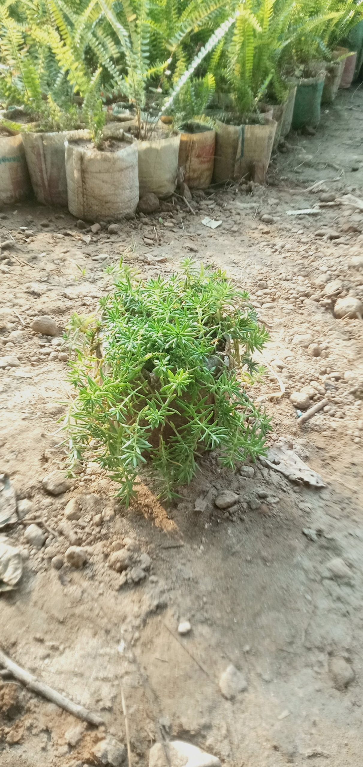 সেডাম লিনিয়ার,
ধরন. ফুল ও ইনডোর,
সাইজ. ছোট ওয়ান সাইজ, - Image 2