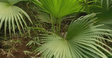 তাল পাম চাইনিজ,
ধরন. ইনডোর,
সাইজ. ০৫ ফিট,