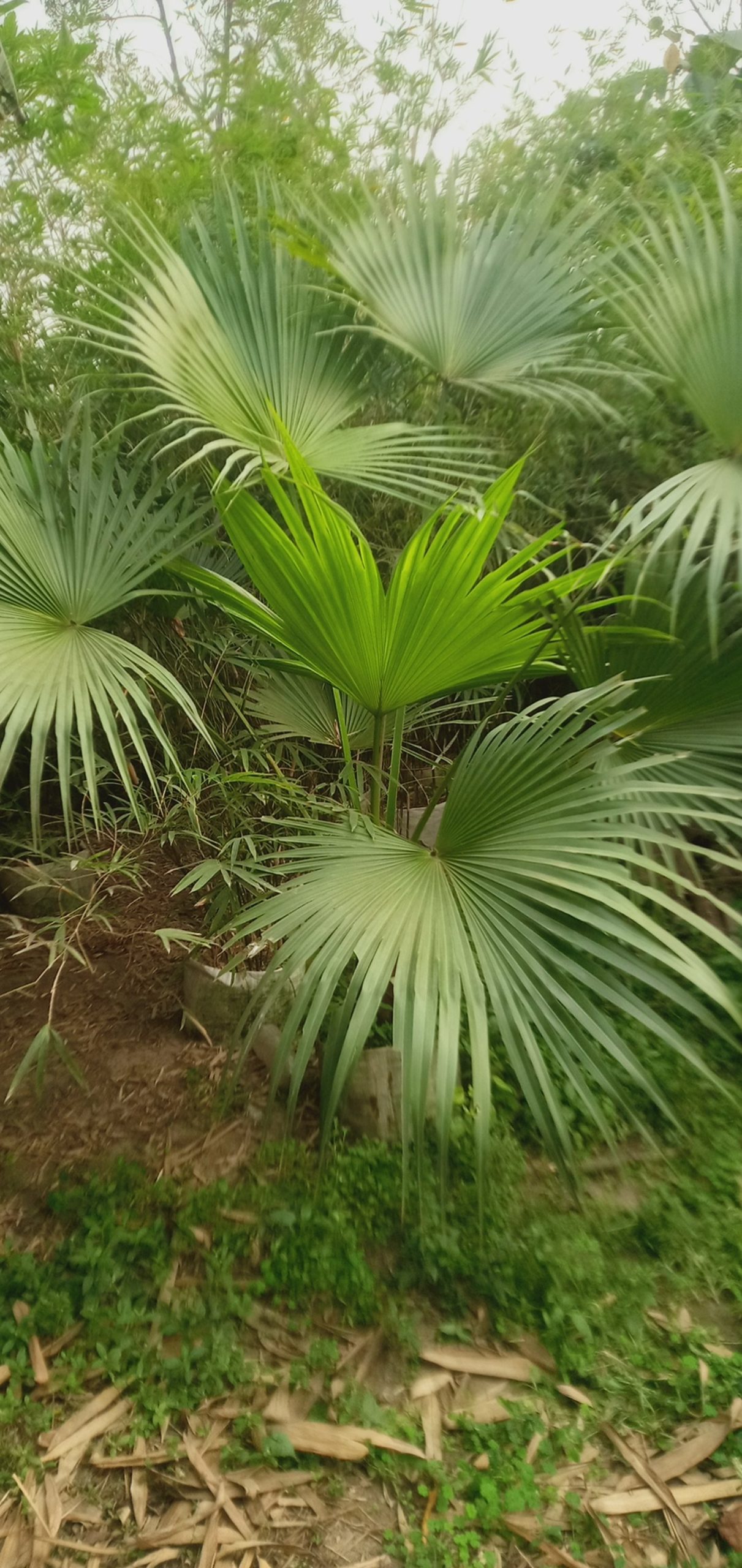 তাল পাম চাইনিজ,
ধরন. ইনডোর,
সাইজ. ০৫ ফিট,