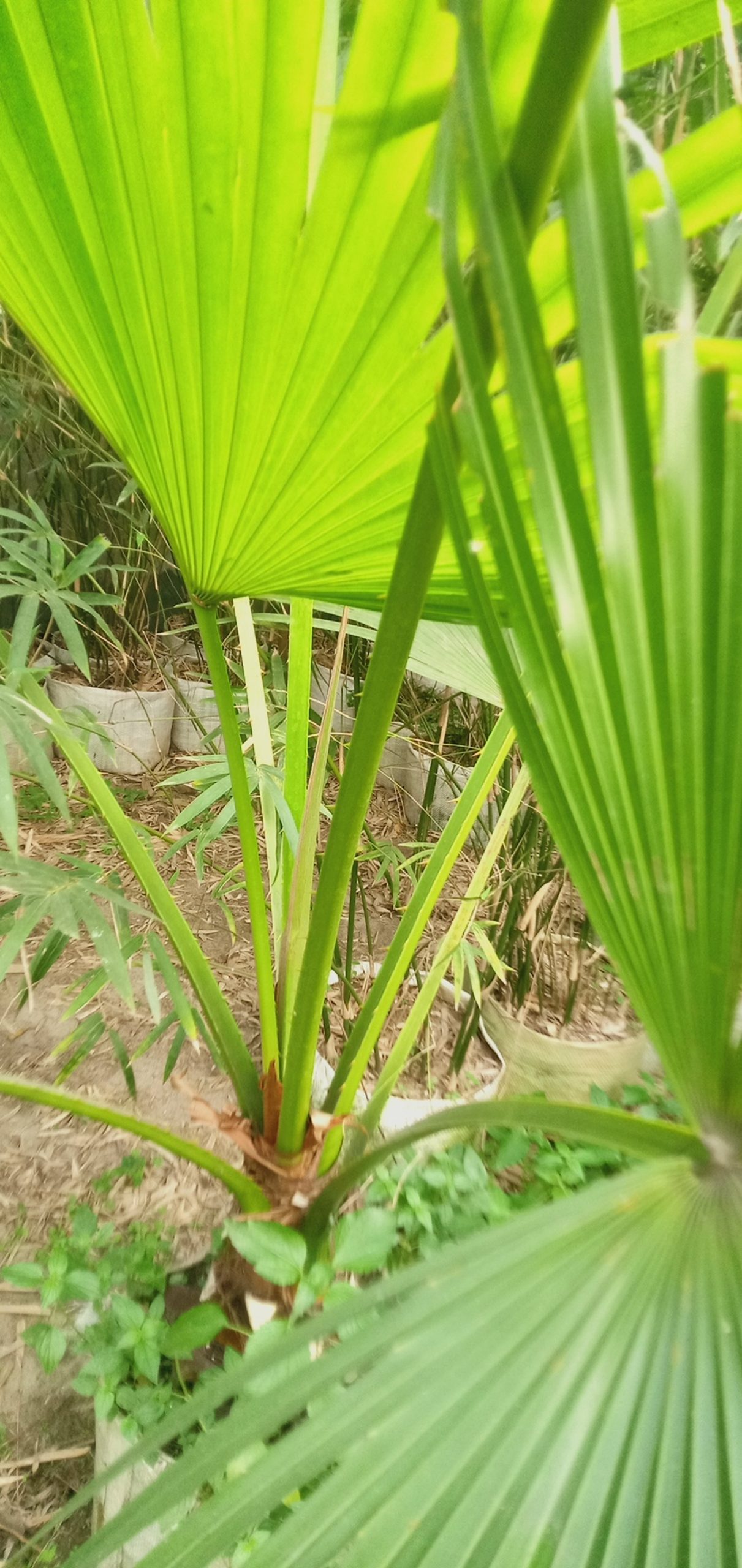 তাল পাম চাইনিজ,
ধরন. ইনডোর,
সাইজ. ০৫ ফিট, - Image 3