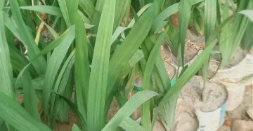 ধান লিলি,
ধরন. ফুল ও ইনডোর গাছ,
সাইজ. ০১ ফিট,