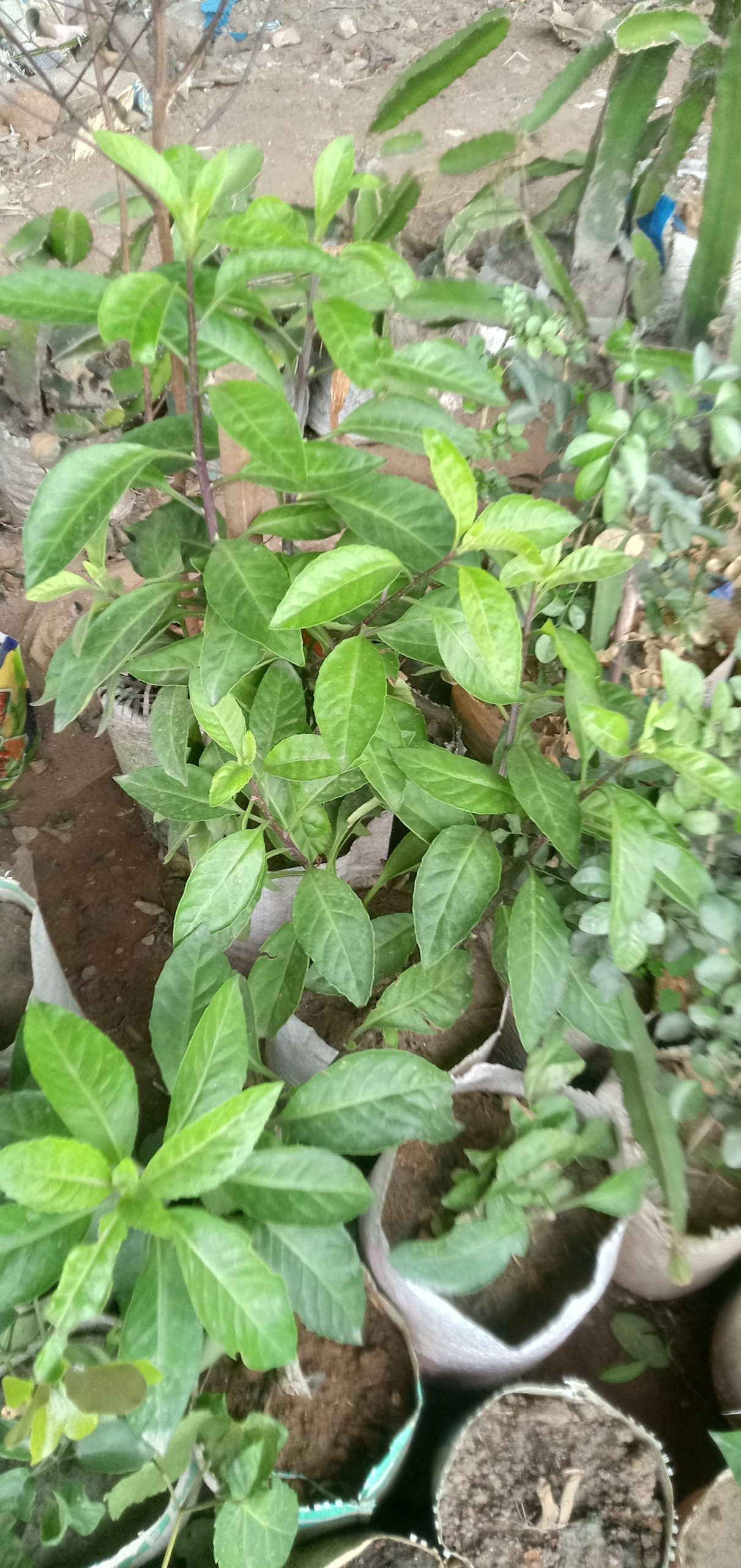 ডায়াবেটিস গাছ,
ধরন. ঔষধি গাছ,
সাইজ. ছোট, - Image 2
