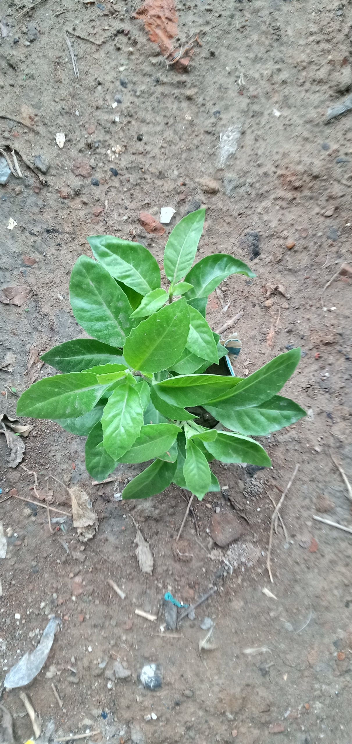 ডায়াবেটিস গাছ,
ধরন. ঔষধি গাছ,
সাইজ. ছোট, - Image 3