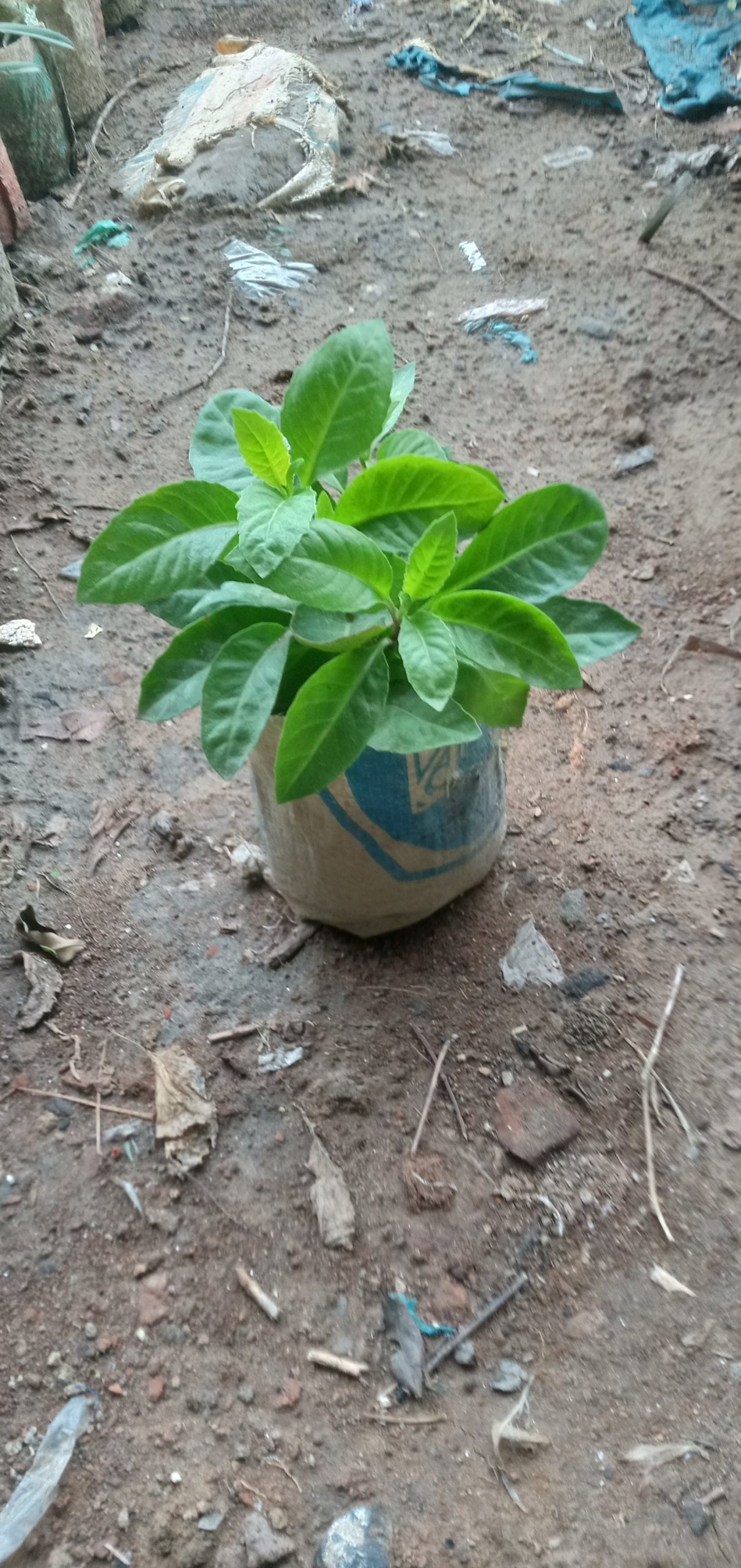 ডায়াবেটিস গাছ,
ধরন. ঔষধি গাছ,
সাইজ. ছোট, - Image 4