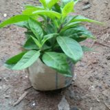 ডায়াবেটিস গাছ, 
ধরন. ঔষধি গাছ,
সাইজ. ছোট,