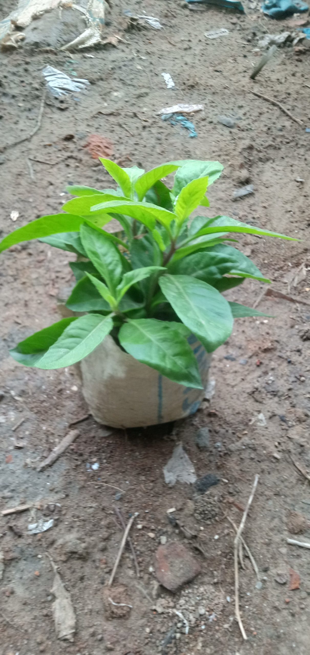 ডায়াবেটিস গাছ,
ধরন. ঔষধি গাছ,
সাইজ. ছোট,