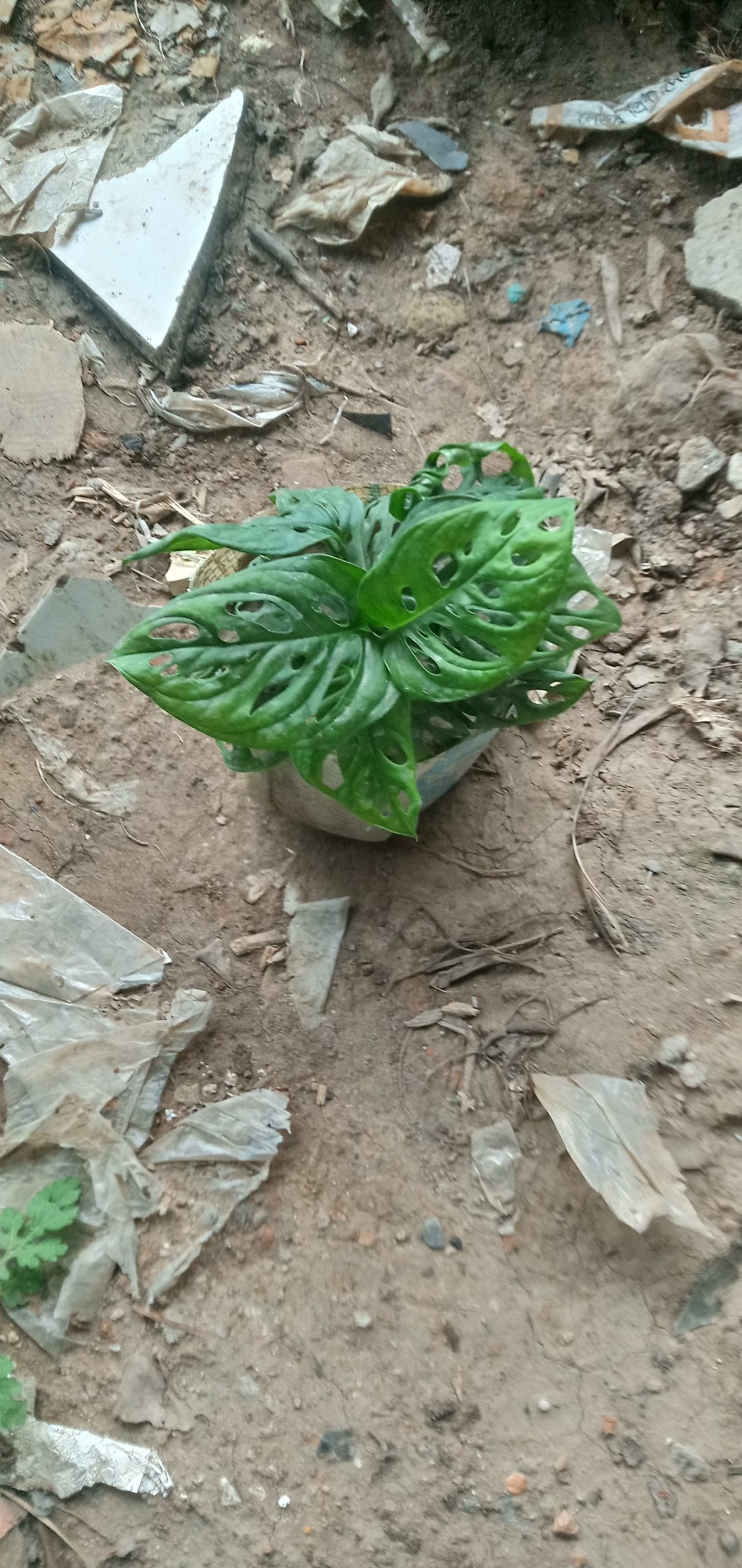 মনিস্টোরীয়া,
ধরন. ইনডোর গাছ,
সাইজ. ছোট,
রং. সবুজ কালার, - Image 4