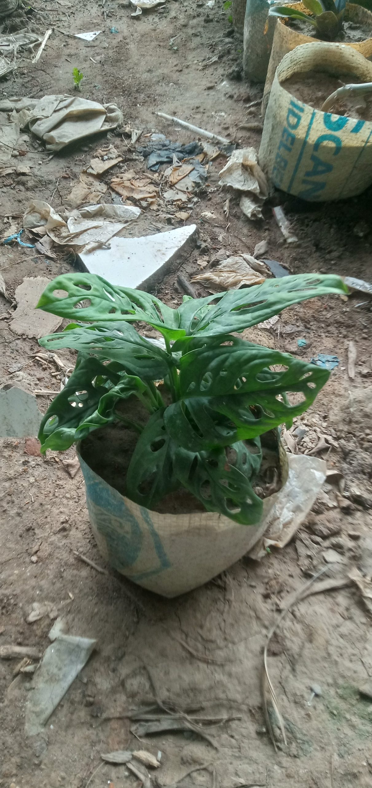 মনিস্টোরীয়া,
ধরন. ইনডোর গাছ,
সাইজ. ছোট,
রং. সবুজ কালার, - Image 2
