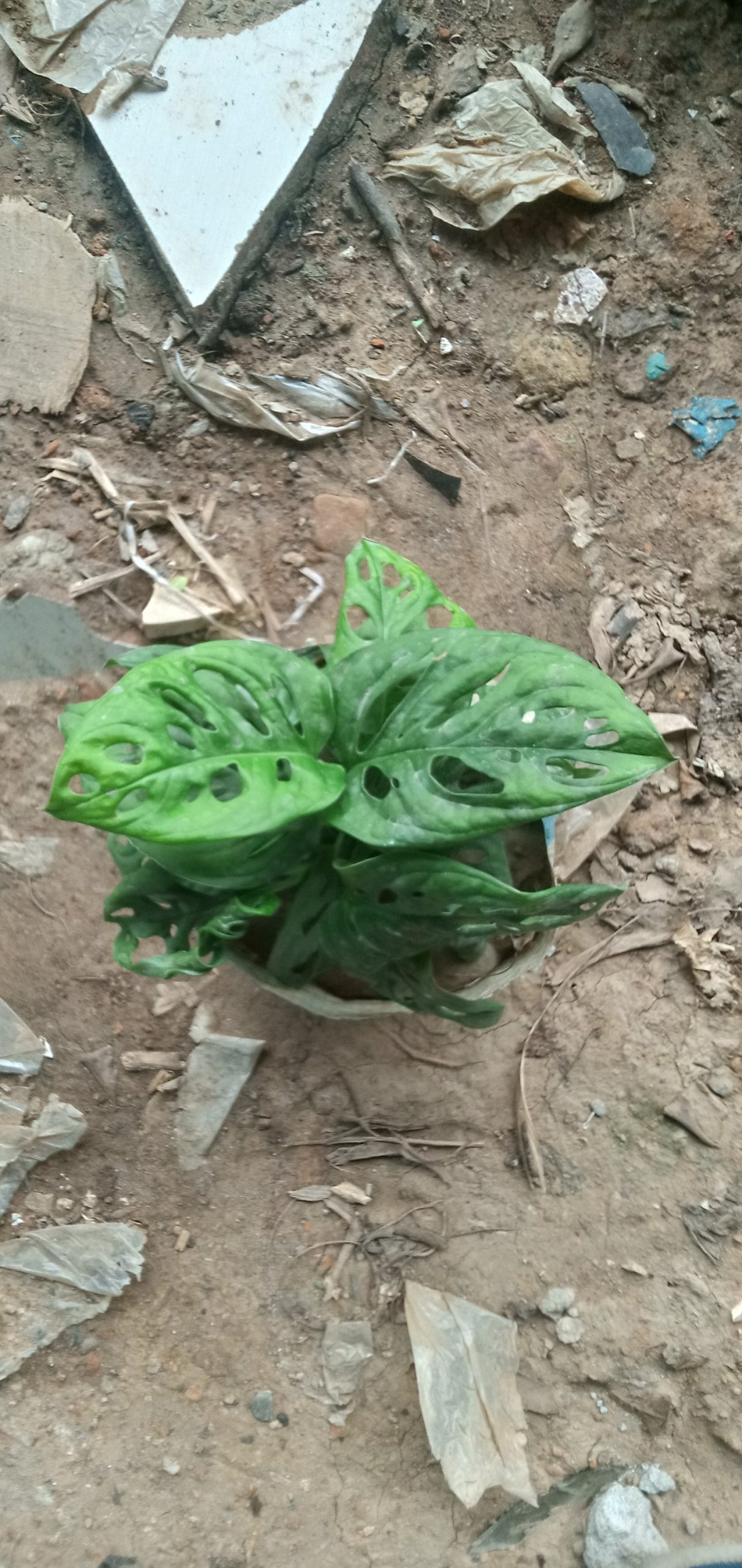 মনিস্টোরীয়া,
ধরন. ইনডোর গাছ,
সাইজ. ছোট,
রং. সবুজ কালার,
