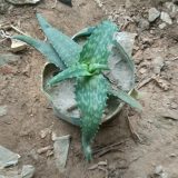 এলোভেরা, 
ধরন. ইনডোর গাছ, 
সাইজ. ছোট, ও হাইব্রিড,