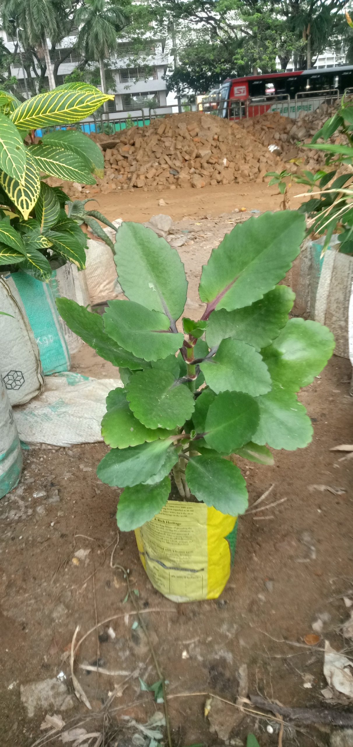 পাথরকুচি,
ধরণ. ঔষধি গাছ,
সাইজ. ছোট এক ফিট,