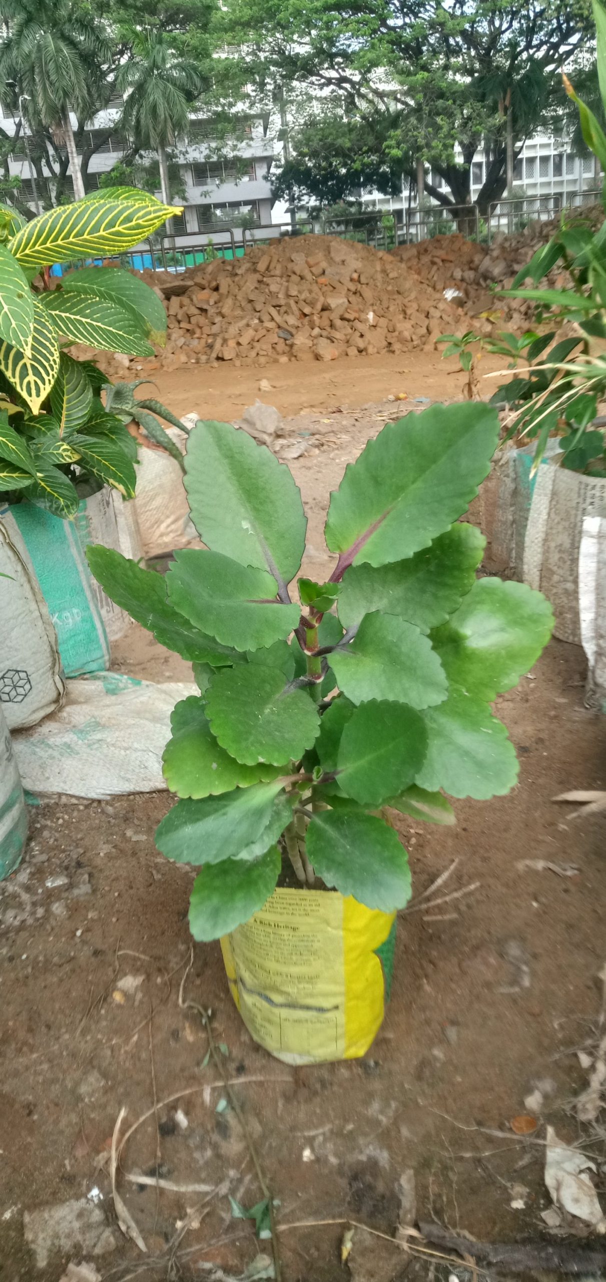 পাথরকুচি,
ধরণ. ঔষধি গাছ,
সাইজ. ছোট এক ফিট, - Image 2