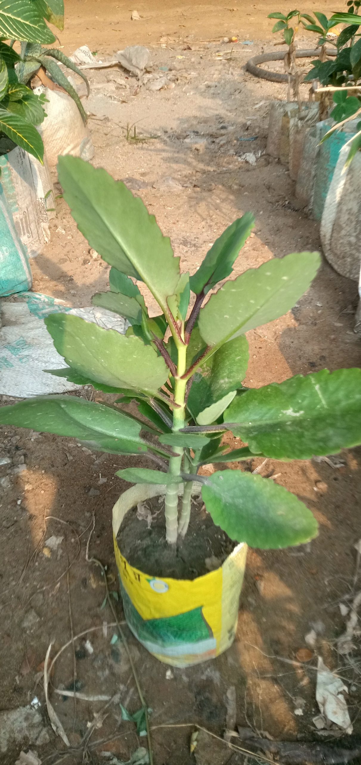 পাথরকুচি,
ধরণ. ঔষধি গাছ,
সাইজ. ছোট এক ফিট, - Image 3