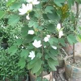 কাঞ্চন 
ধরন. ফুল গাছ,
সাইজ. ২.৫, ফিট,
রং. সাদা কালার,