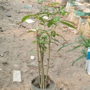 আরবী লতা।‌
ধরন. ফুল ও আউটডোর,
সাইজ. ১/১.৫, ফিট,
রং. লাল বা সাদা ফুল,