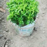 neem jhuri - drop 
type. outdoor and boder,
size. 01 feet,
