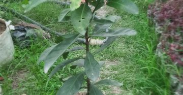 রংগন - 
ধরন. ফুল গাছ,
সাইজ. ১.৫, ফিট,
রং. সাদা ফুল, ঘ্রাণ থাকে বেশি,