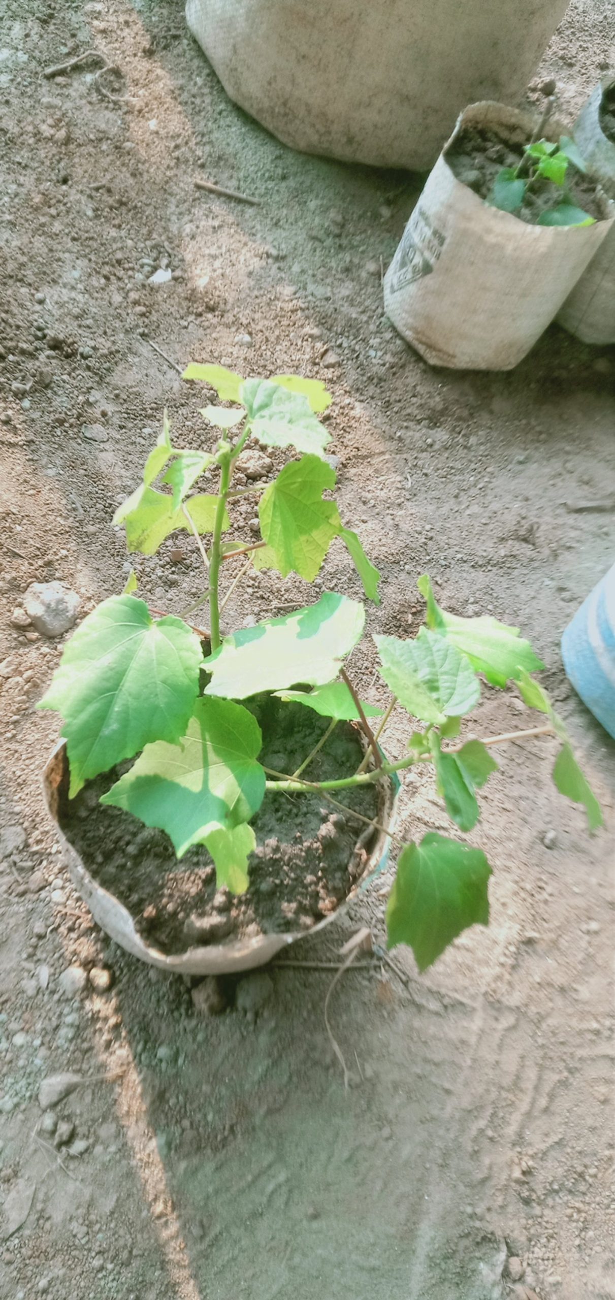 স্থল পদনো।
ধরন. ফুল গাছ,
সাইজ. ০১ ফিট,
সময়. শীত ও বরসায় ফোটে,
রং. মেজেন্ডা কালার, - Image 5