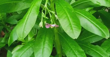 জাভানিজ জিন সেং বা ওয়াটার লিপ।
ধরন. ফুল, ইনডোর, ঔষধি গাছ,