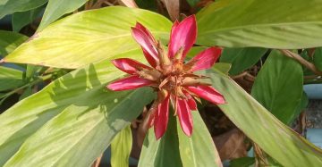 আদা ফুল।
ধরন। ফুল গাছ,
সাইজ। ছোট,
