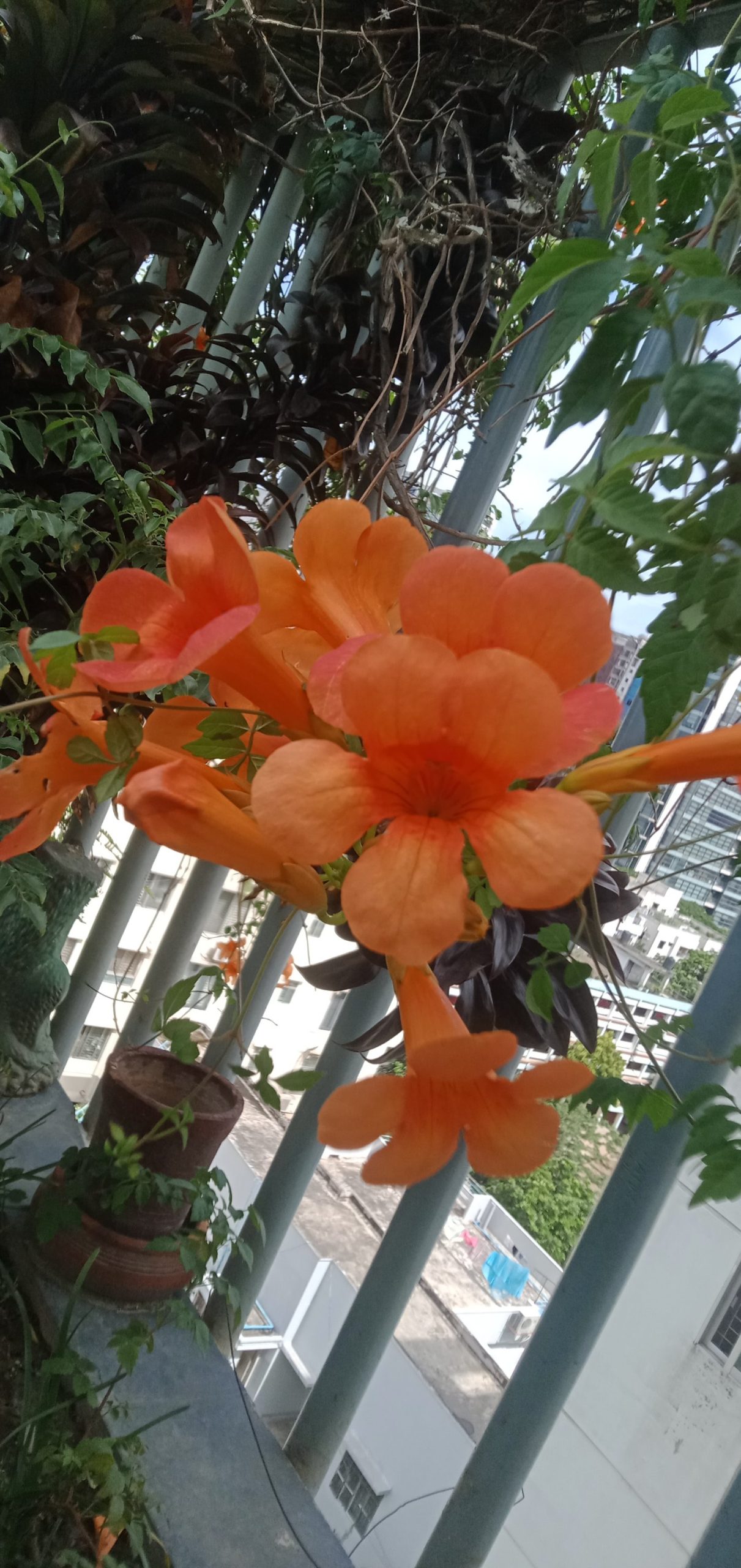 ট্রামপেট বিন।
ধরন. ফুল গাছ,
সাইজ. 2 ফিট, - Image 2