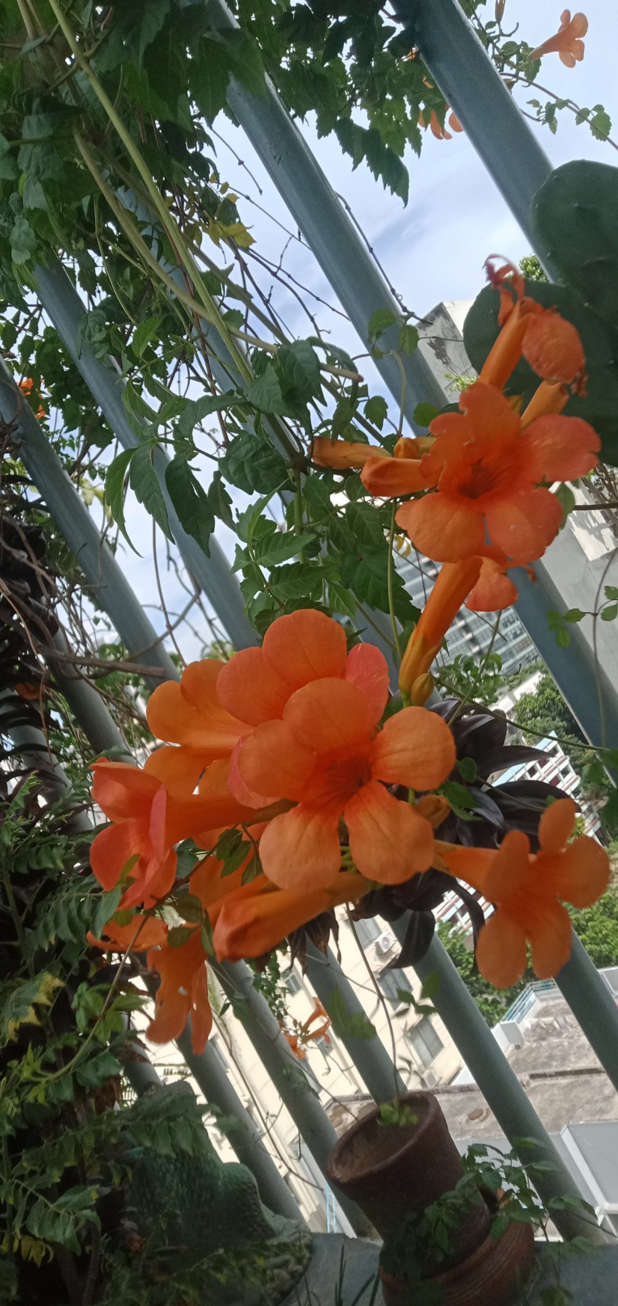 ট্রামপেট বিন।
ধরন. ফুল গাছ,
সাইজ. 2 ফিট,