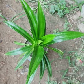 কেয়া প্লান্ট।
ধরন. ইন্ডোর প্লান্ট,
সাইজ. ছোট,