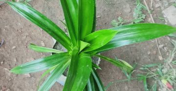 কেয়া প্লান্ট।
ধরন. ইন্ডোর প্লান্ট,
সাইজ. ছোট,