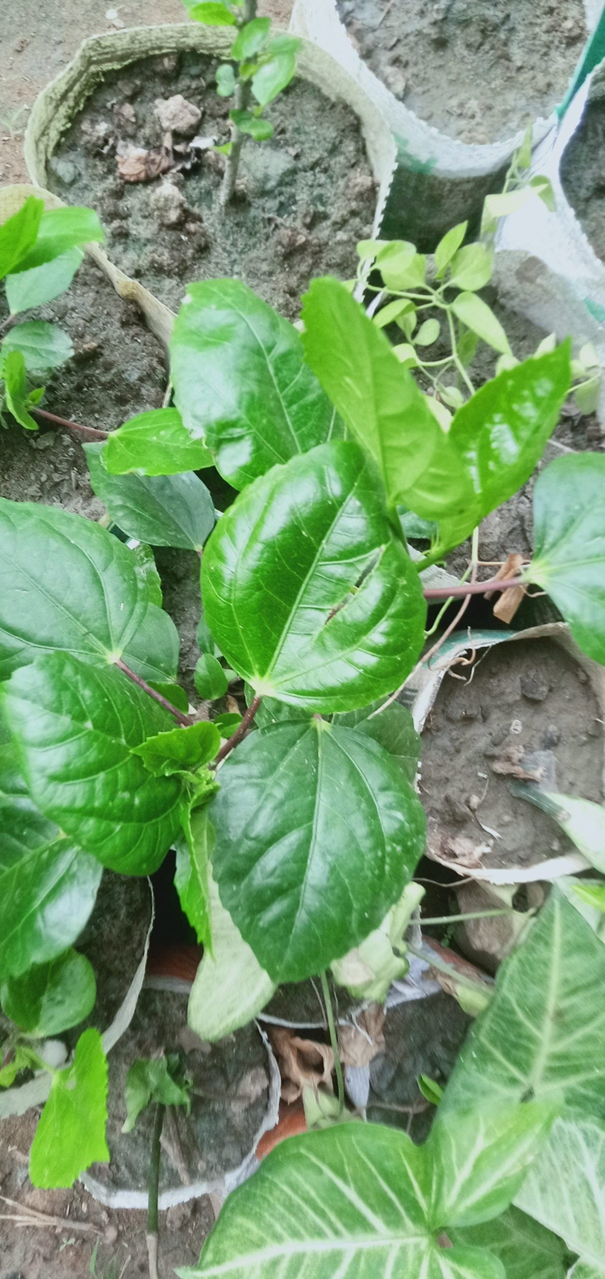 ঝুমকা জবা।
ধরন. ফুল গাছ,
সাইজ. ছোট,
সময়. বারমাস ফুল ফোটে, - Image 5