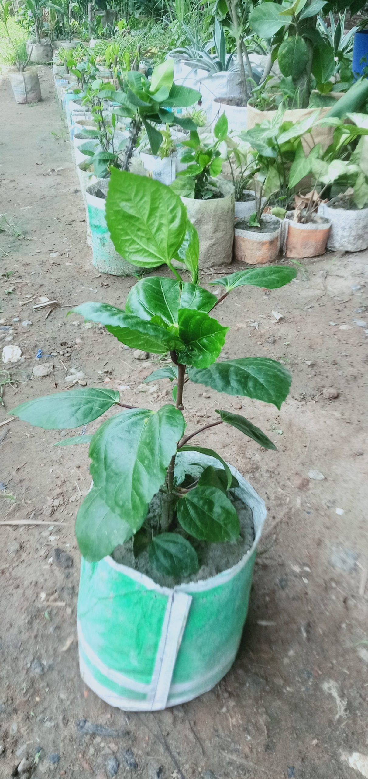 ঝুমকা জবা।
ধরন. ফুল গাছ,
সাইজ. ছোট,
সময়. বারমাস ফুল ফোটে, - Image 2
