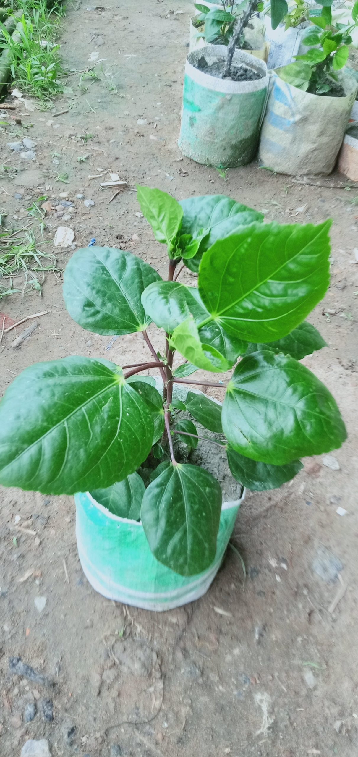 ঝুমকা জবা।
ধরন. ফুল গাছ,
সাইজ. ছোট,
সময়. বারমাস ফুল ফোটে, - Image 4