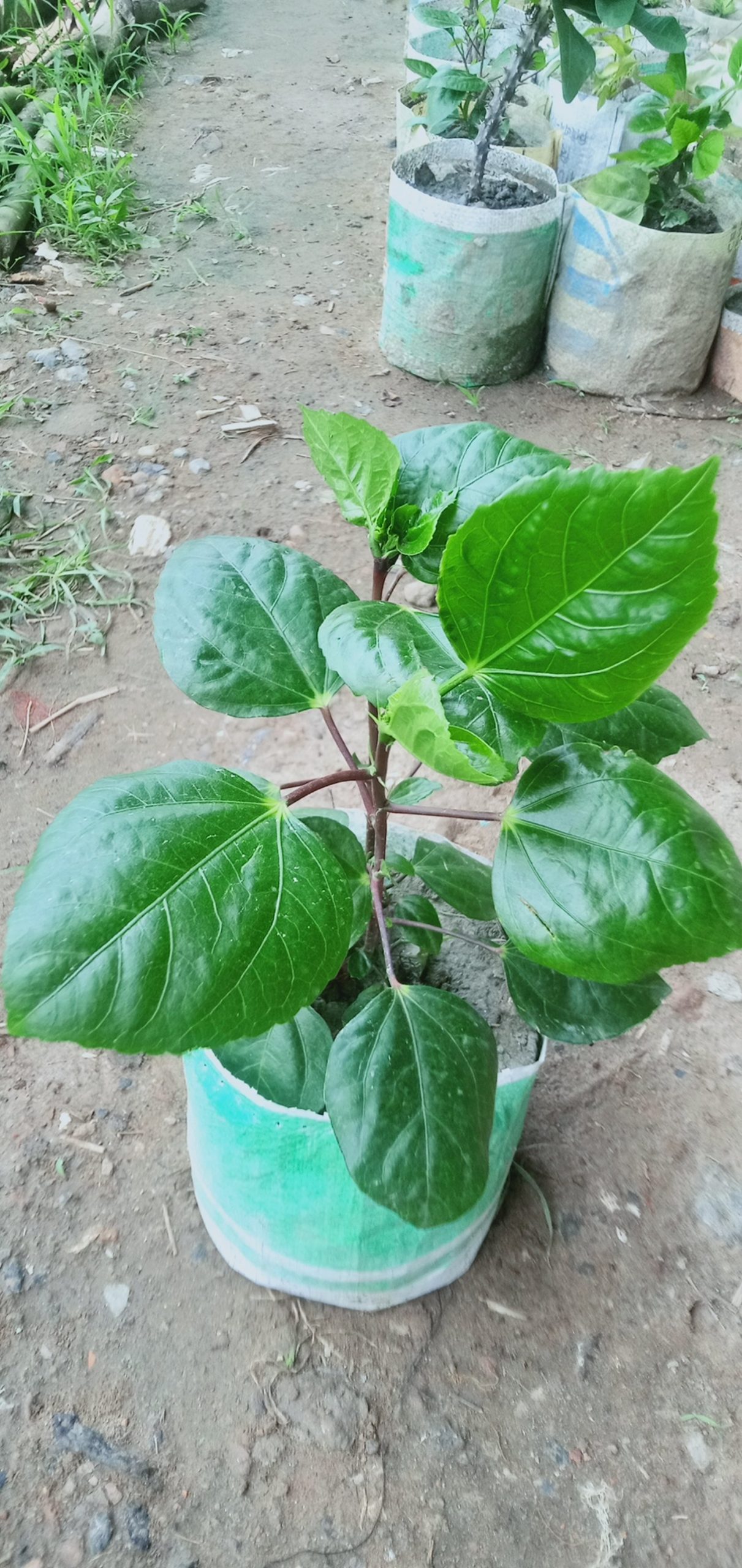 ঝুমকা জবা।
ধরন. ফুল গাছ,
সাইজ. ছোট,
সময়. বারমাস ফুল ফোটে, - Image 3