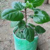 ঝুমকা জবা।
ধরন. ফুল গাছ,
সাইজ. ছোট,
সময়. বারমাস ফুল ফোটে,