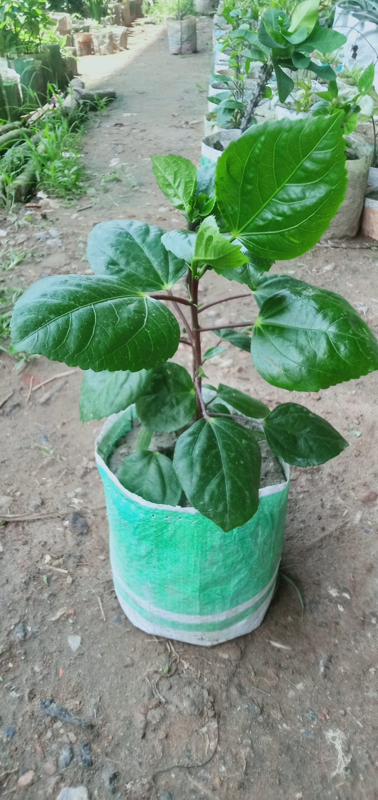ঝুমকা জবা।
ধরন. ফুল গাছ,
সাইজ. ছোট,
সময়. বারমাস ফুল ফোটে,