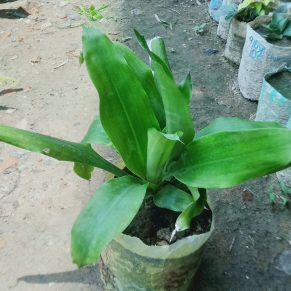 ভুট্টা ডেসিনা।
ধরন। ইন্ডোর প্লান্ট,
সাইজ। ছোট,