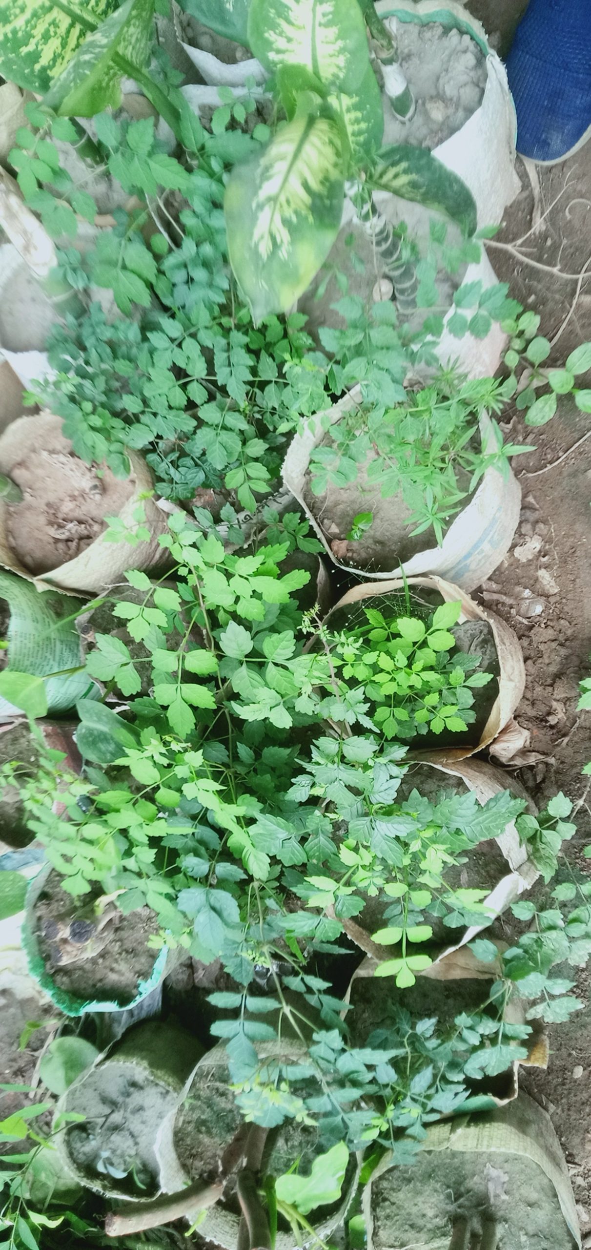 ট্রামপেট বিন।
ধরন. ফুল গাছ,
সাইজ. 2 ফিট, - Image 6