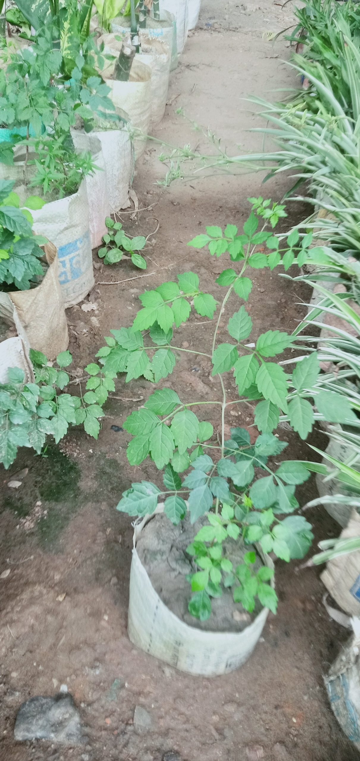 ট্রামপেট বিন।
ধরন. ফুল গাছ,
সাইজ. 2 ফিট, - Image 5