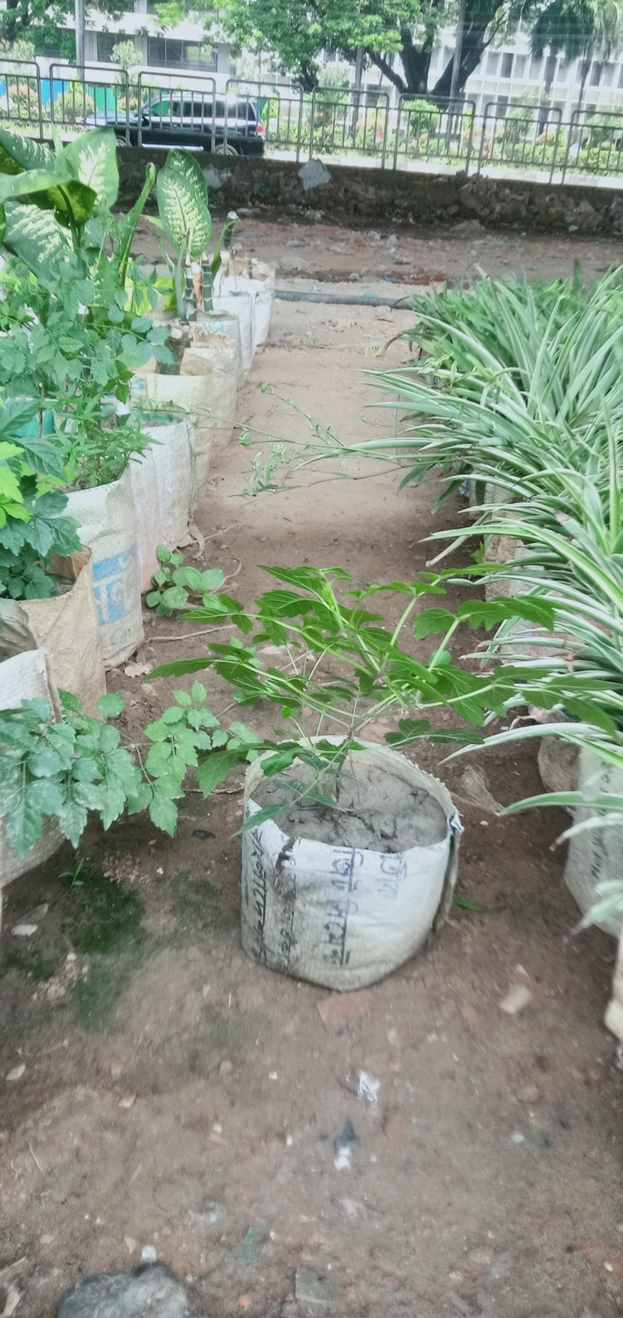 ট্রামপেট বিন।
ধরন. ফুল গাছ,
সাইজ. 2 ফিট, - Image 3