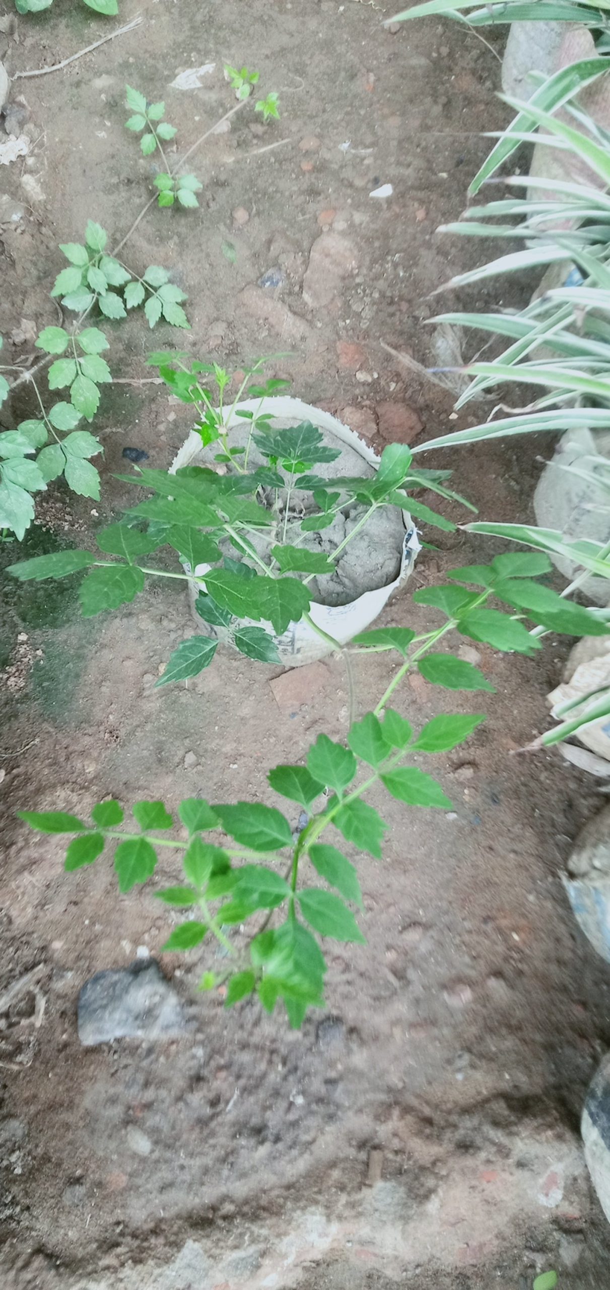 ট্রামপেট বিন।
ধরন. ফুল গাছ,
সাইজ. 2 ফিট, - Image 4