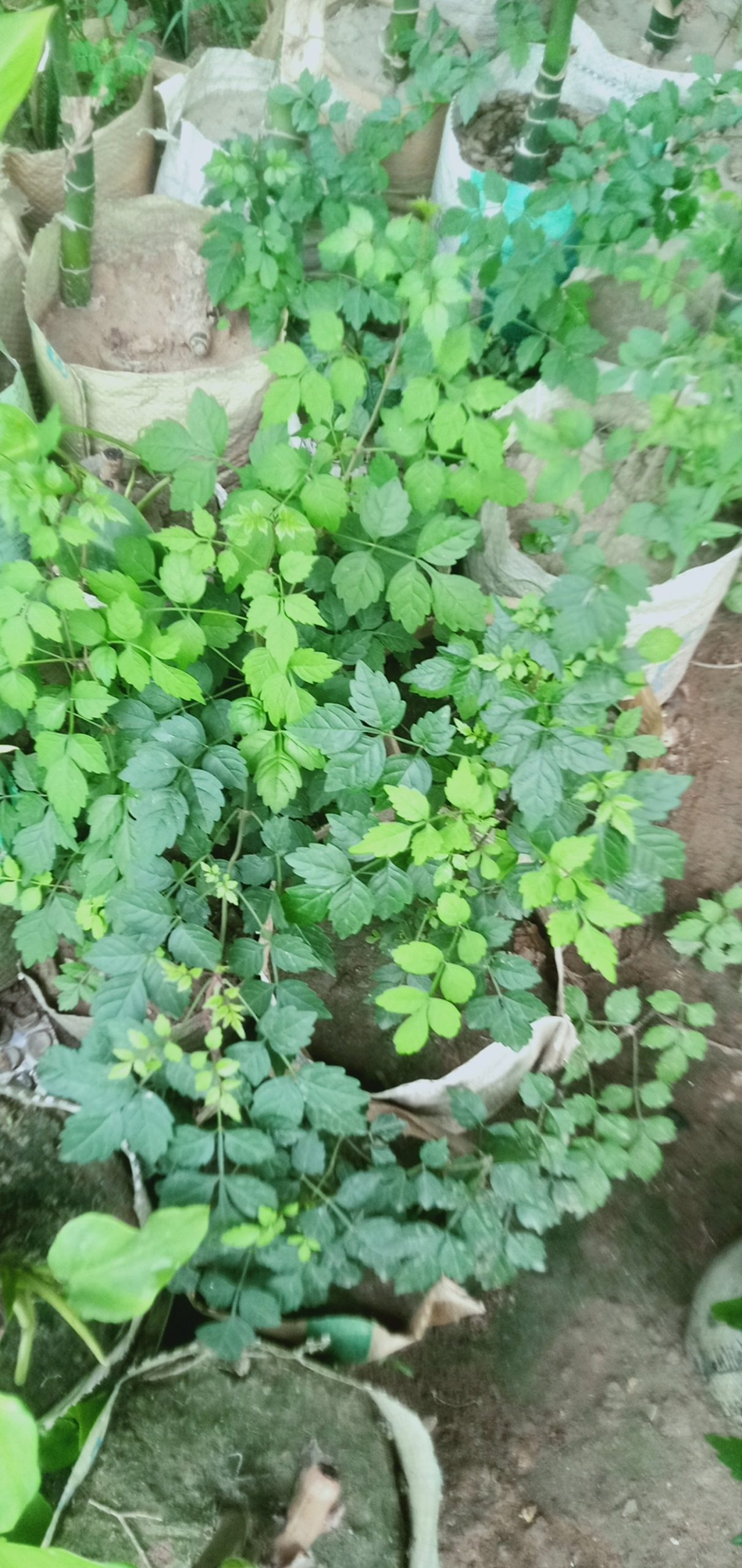 ট্রামপেট বিন।
ধরন. ফুল গাছ,
সাইজ. 2 ফিট, - Image 7