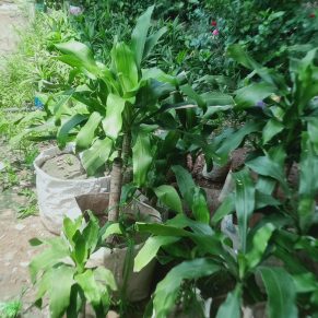 ভুট্টা ডেসিনা।
ধরন. ইন্ডোর প্লান্ট,
সাইজ. ছোট,