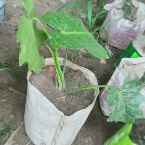 মনিসটোরিয়া।
ধরন. ইন্ডোর প্লান্ট,
সাইজ. ছোট,