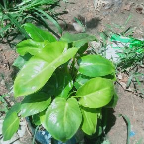 বারলী মেক্স।
ধরন. ইন্ডোর প্লান্ট,
সাইজ. ছোট,