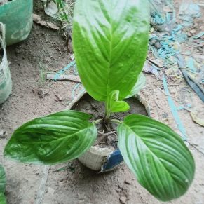 টেক্কা চেনট্রিয়ারি। 
ধরন. ফুল গাছ,
সাইজ. ছোট,