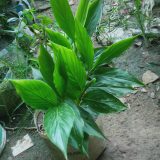 আদা ফুল।
ধরন। ফুল গাছ,
সাইজ। ছোট,
